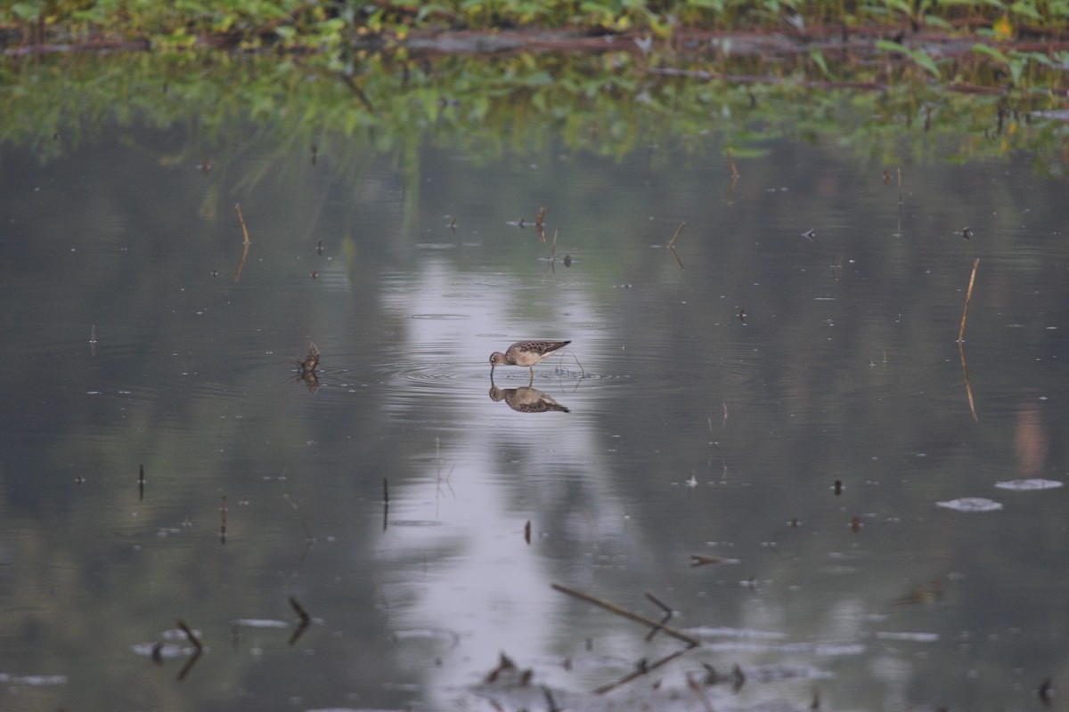 Wood Sandpiper - ML643745220