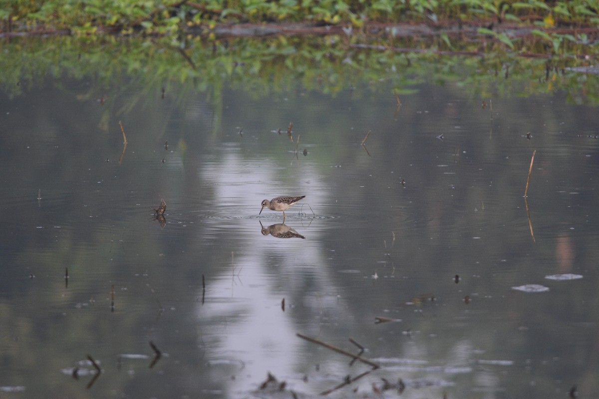 Wood Sandpiper - ML643745221