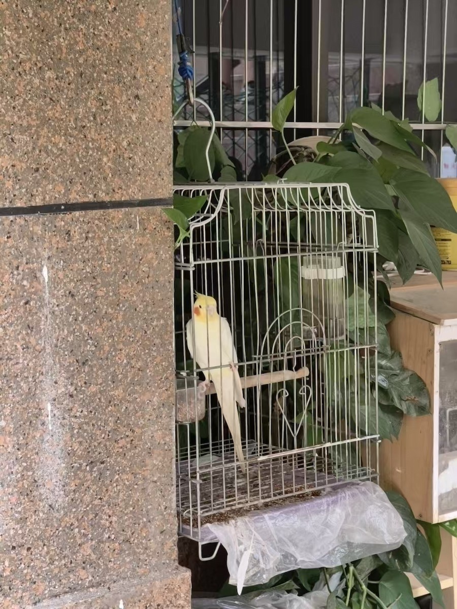 Cockatiel - ML643745222