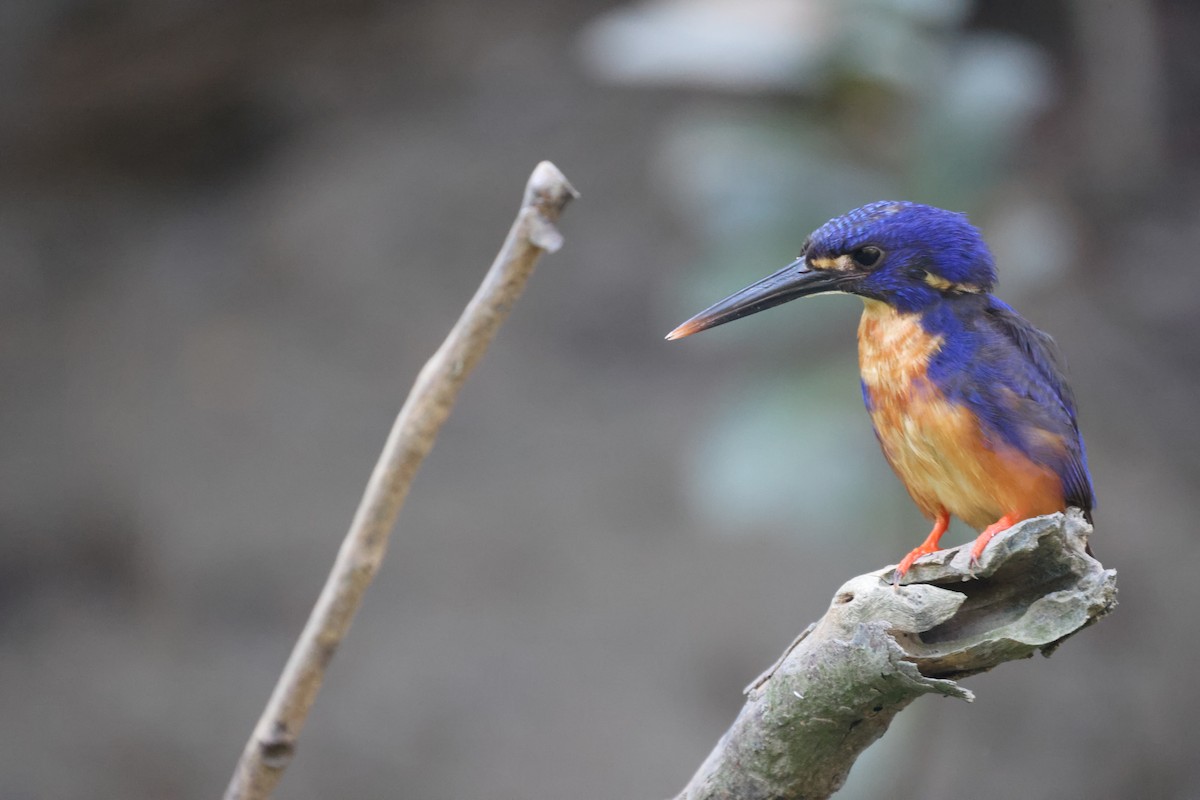 Azure Kingfisher - ML643745223