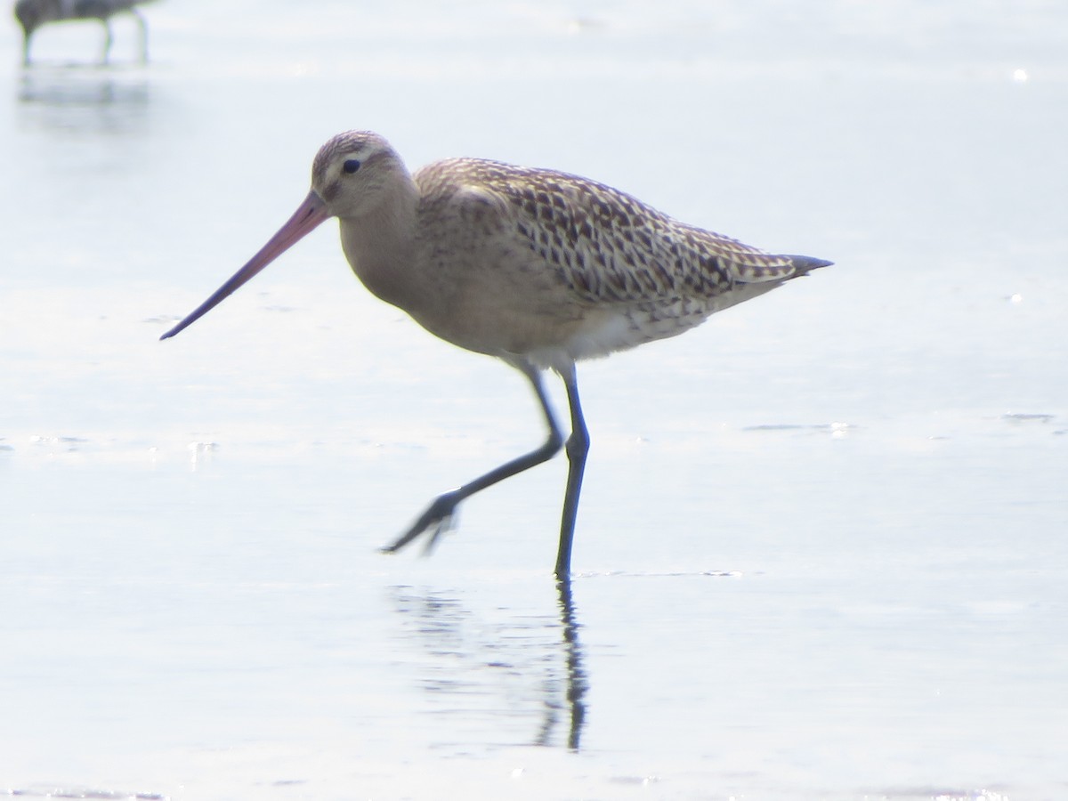 Bar-tailed Godwit - ML643745226