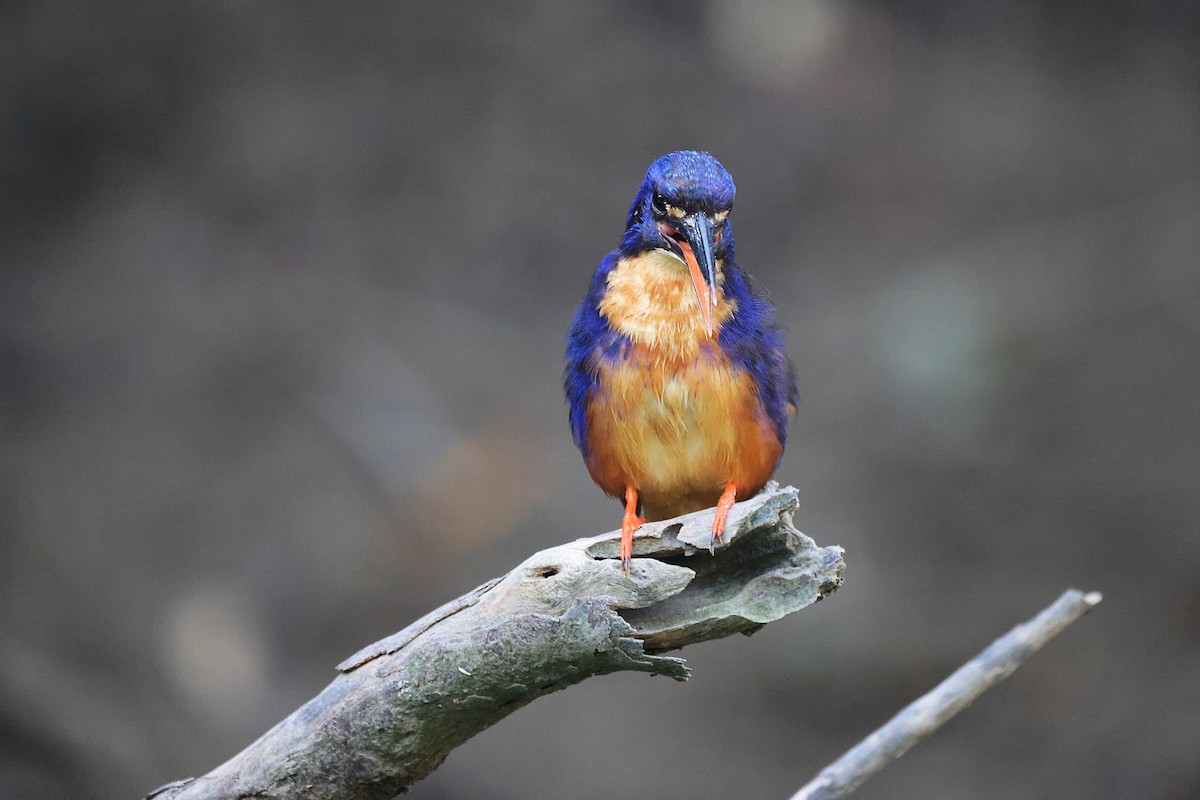 Azure Kingfisher - ML643745227