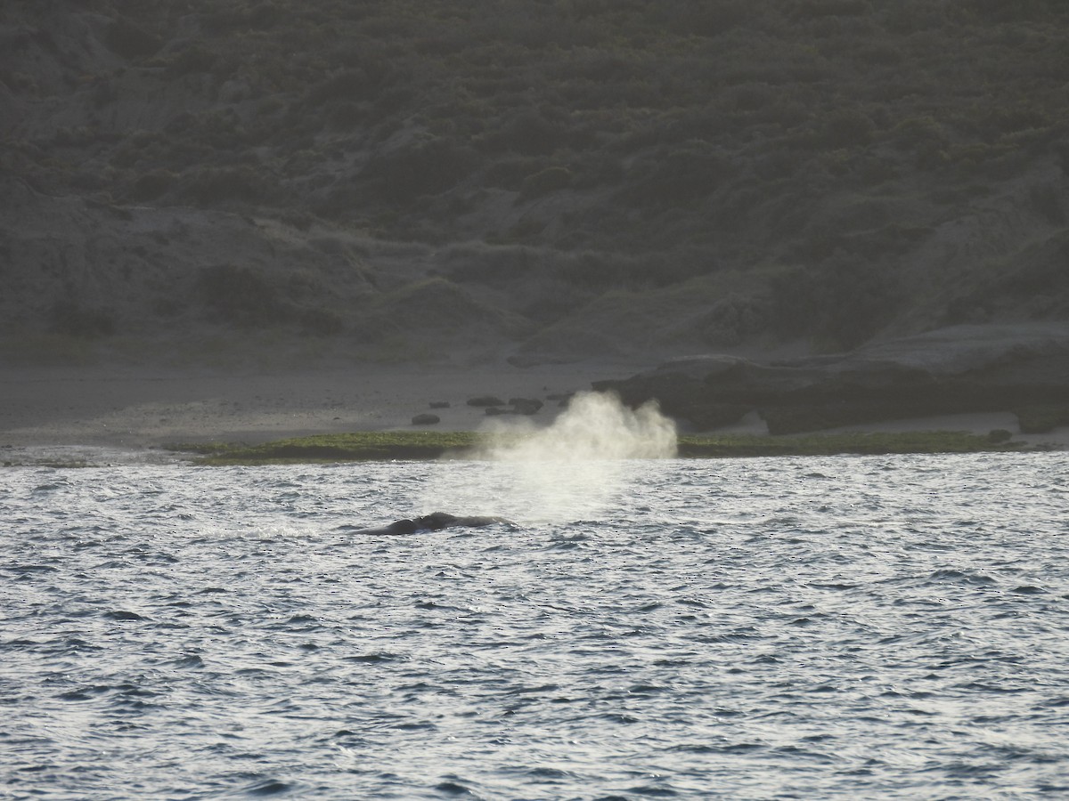 Southern Right Whale - ML643745228