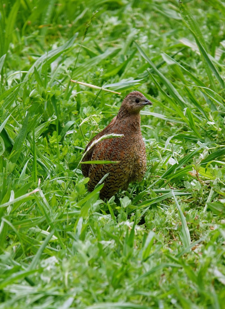 Brown Quail - ML643745229