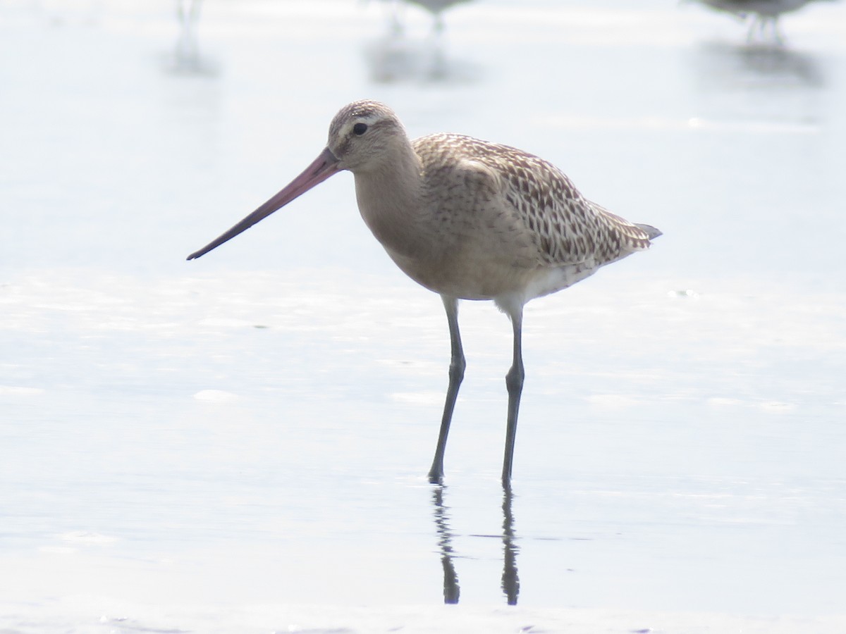 Bar-tailed Godwit - ML643745230