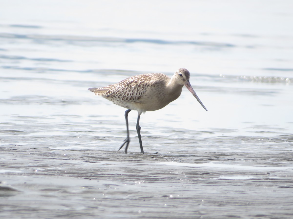 Bar-tailed Godwit - ML643745232