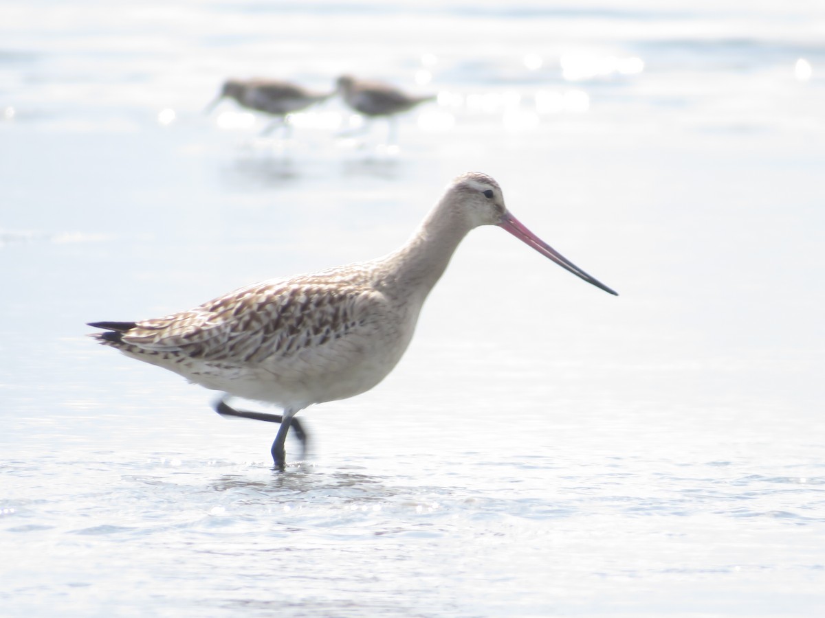 Bar-tailed Godwit - ML643745233