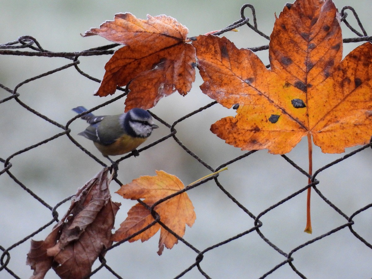 Eurasian Blue Tit - ML643745237