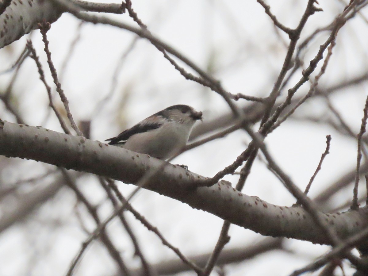 Long-tailed Tit - ML643745238