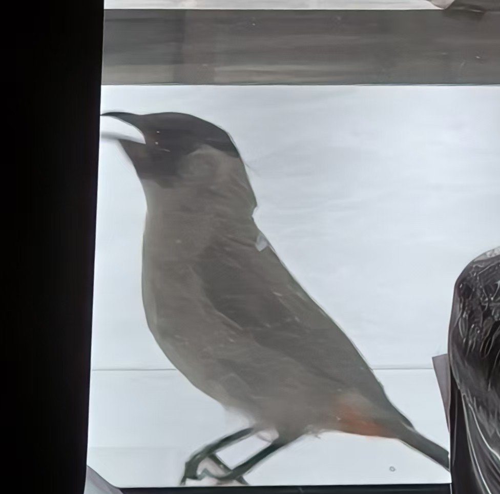 Sooty-headed Bulbul - ML643745239