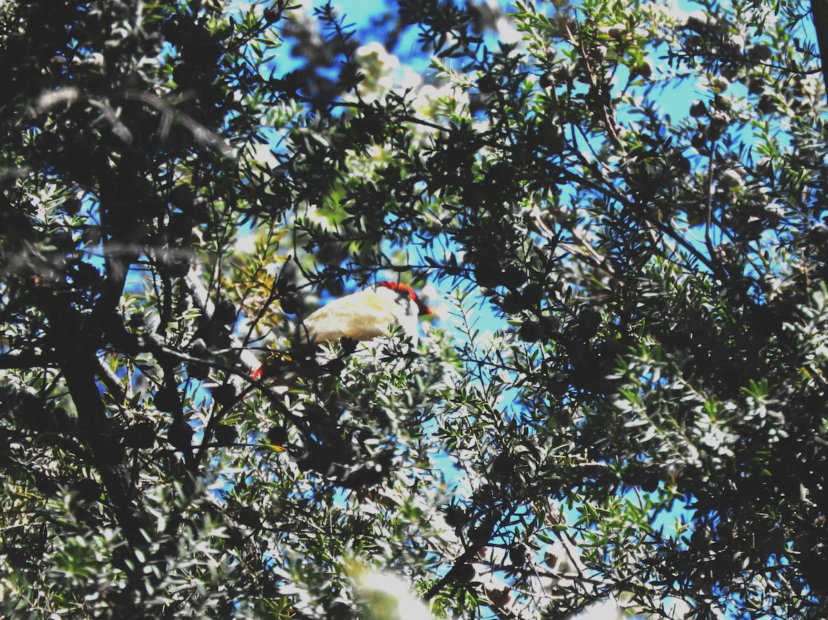 Red-browed Firetail - ML643745240