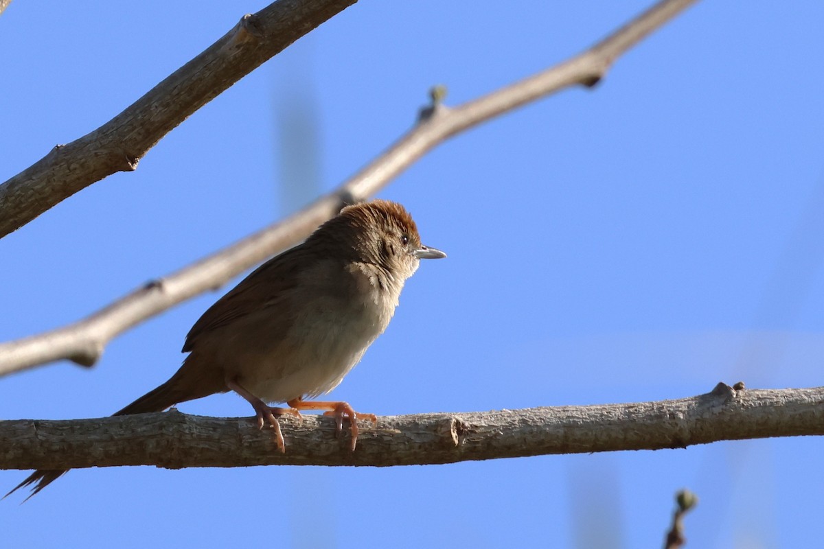 Tawny Grassbird - ML643745242