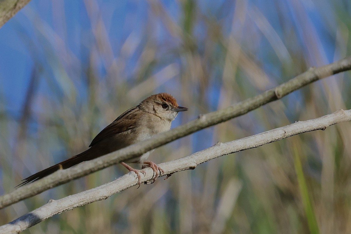 Tawny Grassbird - ML643745243