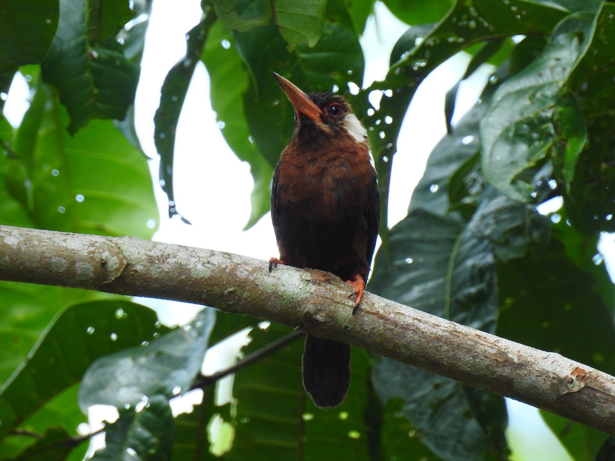 White-eared Jacamar - ML643745244