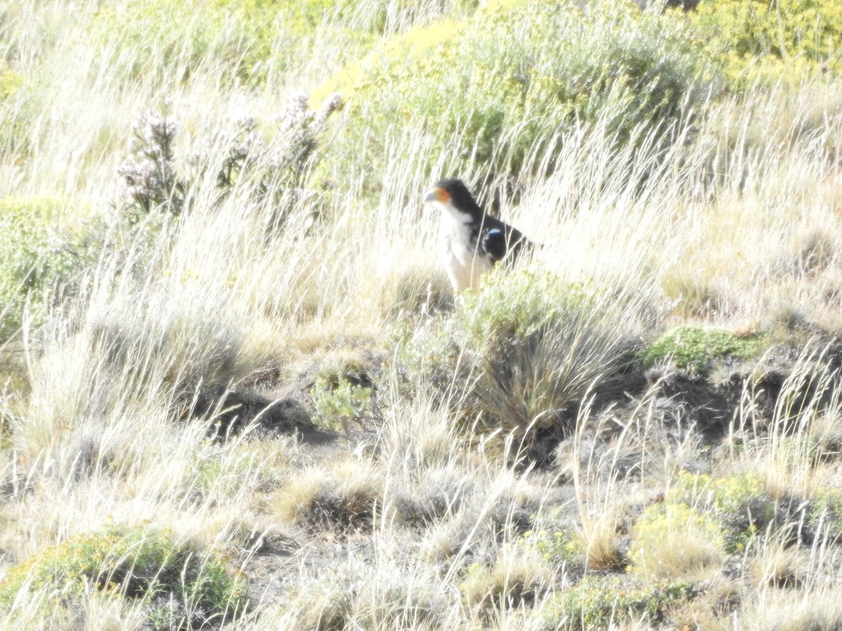 White-throated Caracara - ML643745246