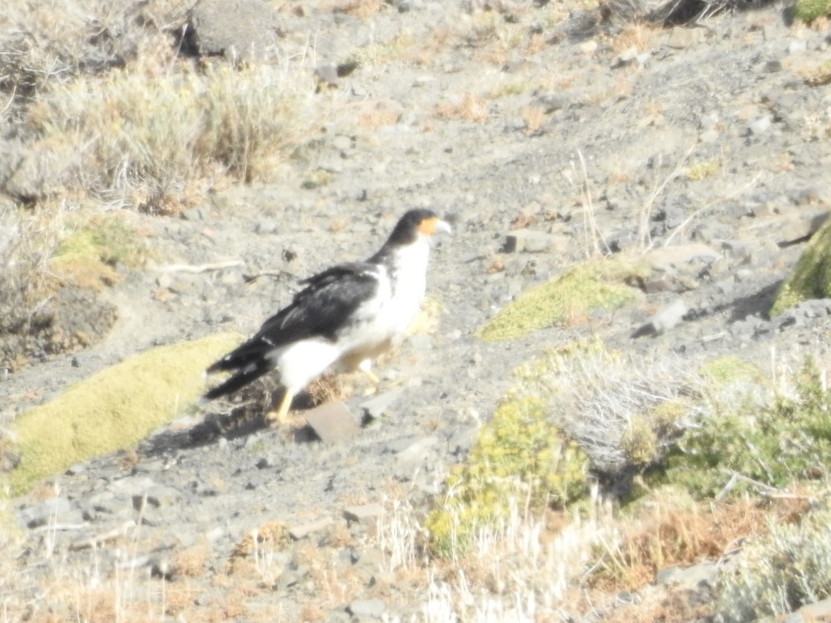 White-throated Caracara - ML643745247