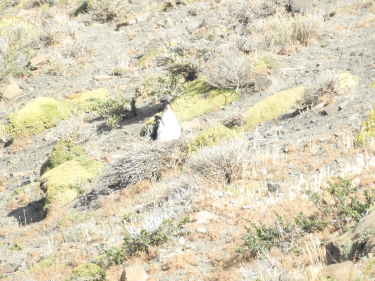 White-throated Caracara - ML643745248