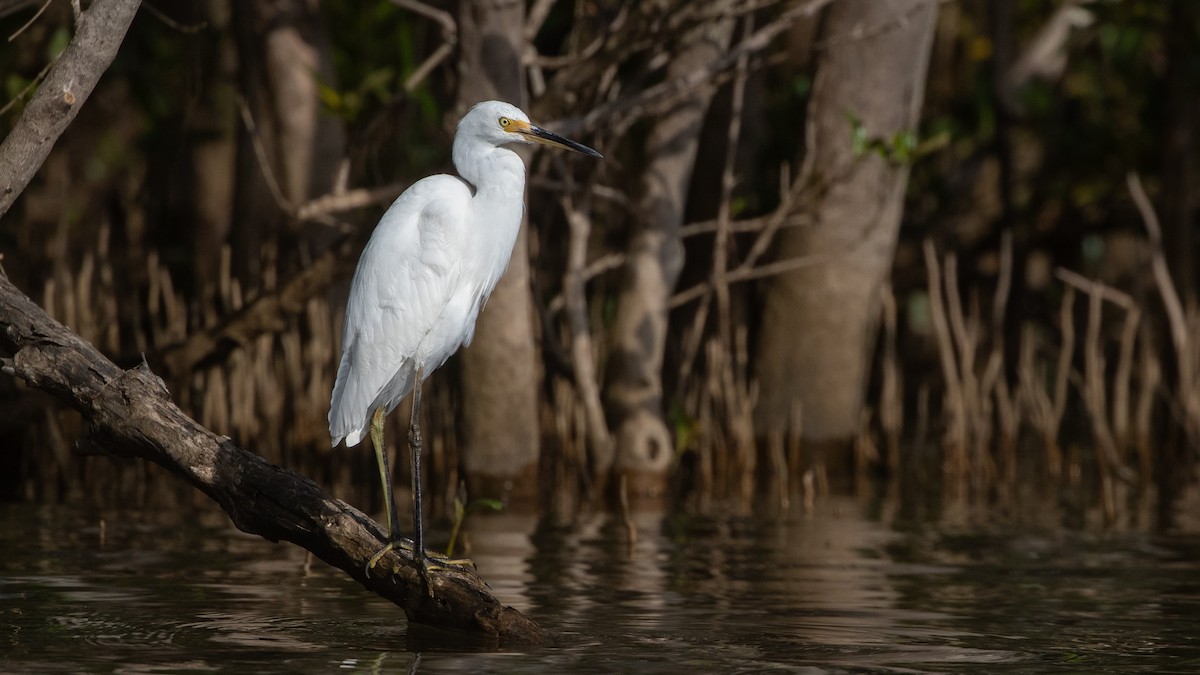 Little Egret - ML643745249