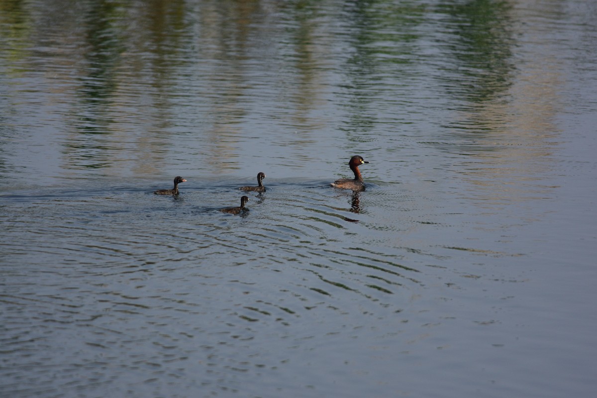 Little Grebe - ML643745251