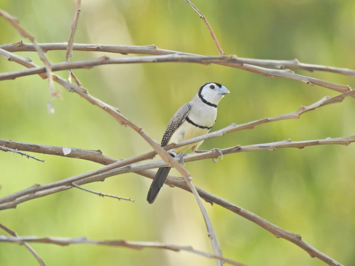 Double-barred Finch - ML643745267