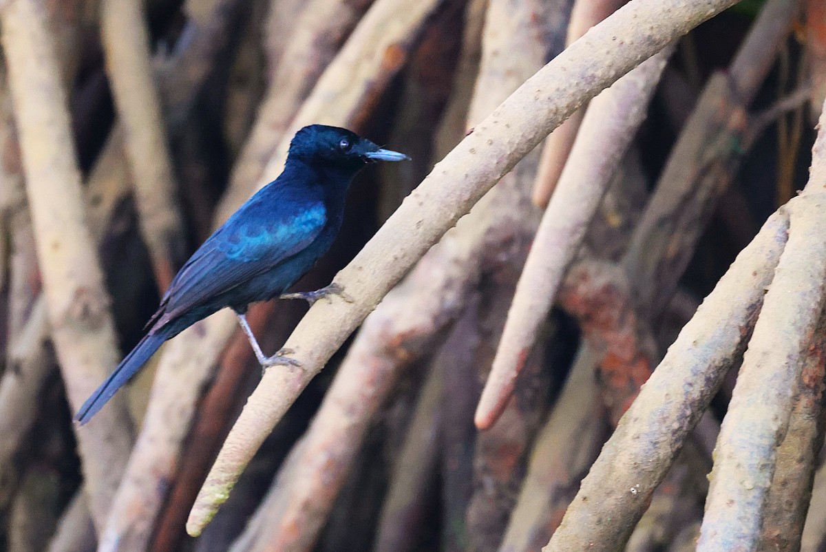 Shining Flycatcher - ML643745292