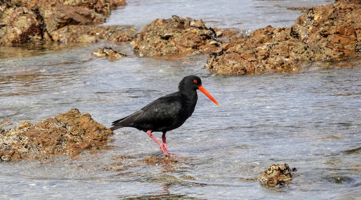 Huîtrier variable - ML643745300