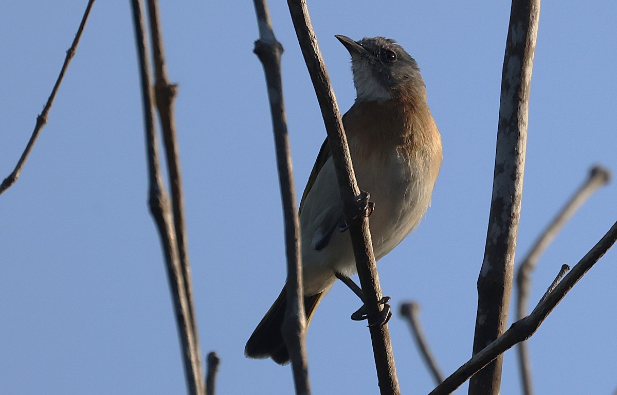 Rufous-banded Honeyeater - ML643745306