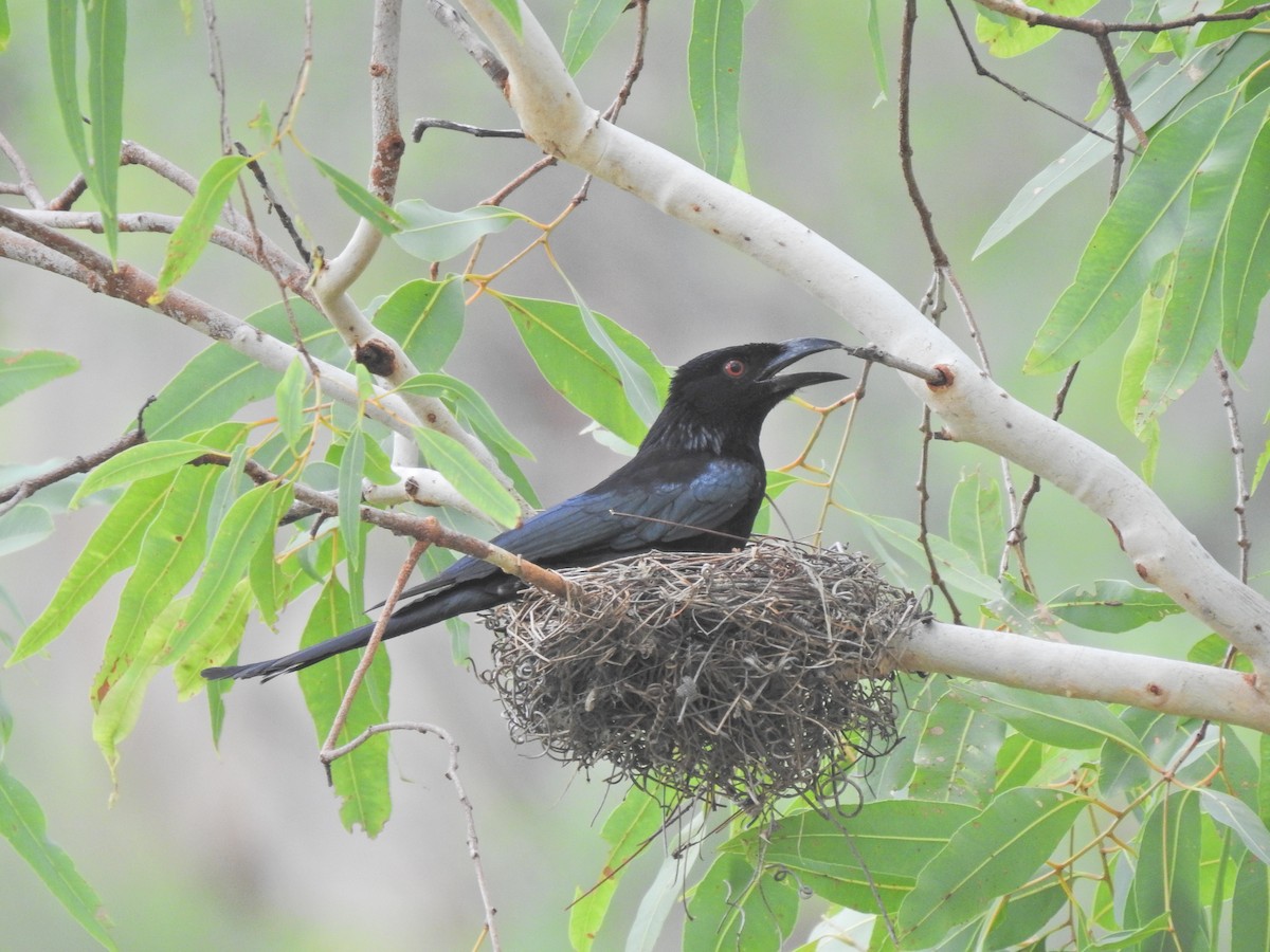 Spangled Drongo - ML643745308