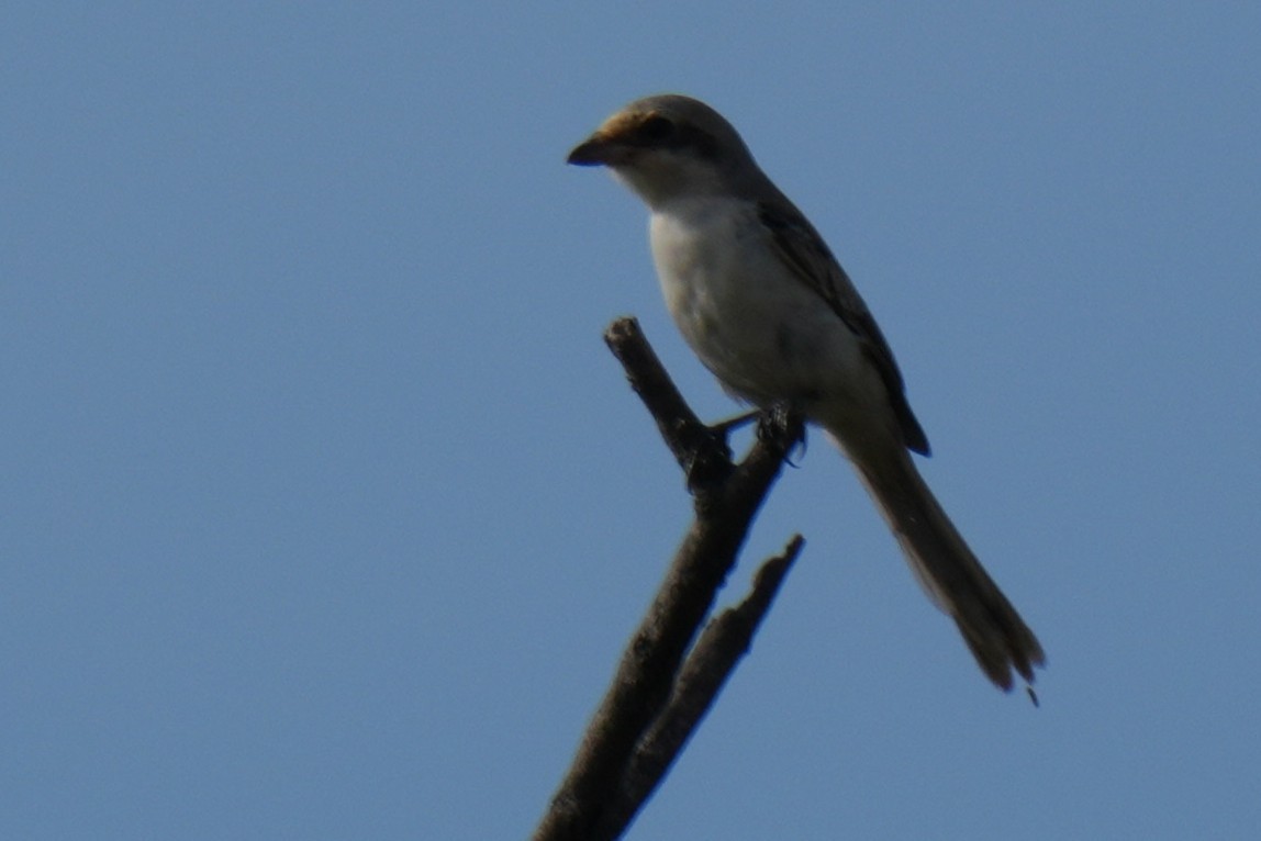 Bay-backed Shrike - ML643745314