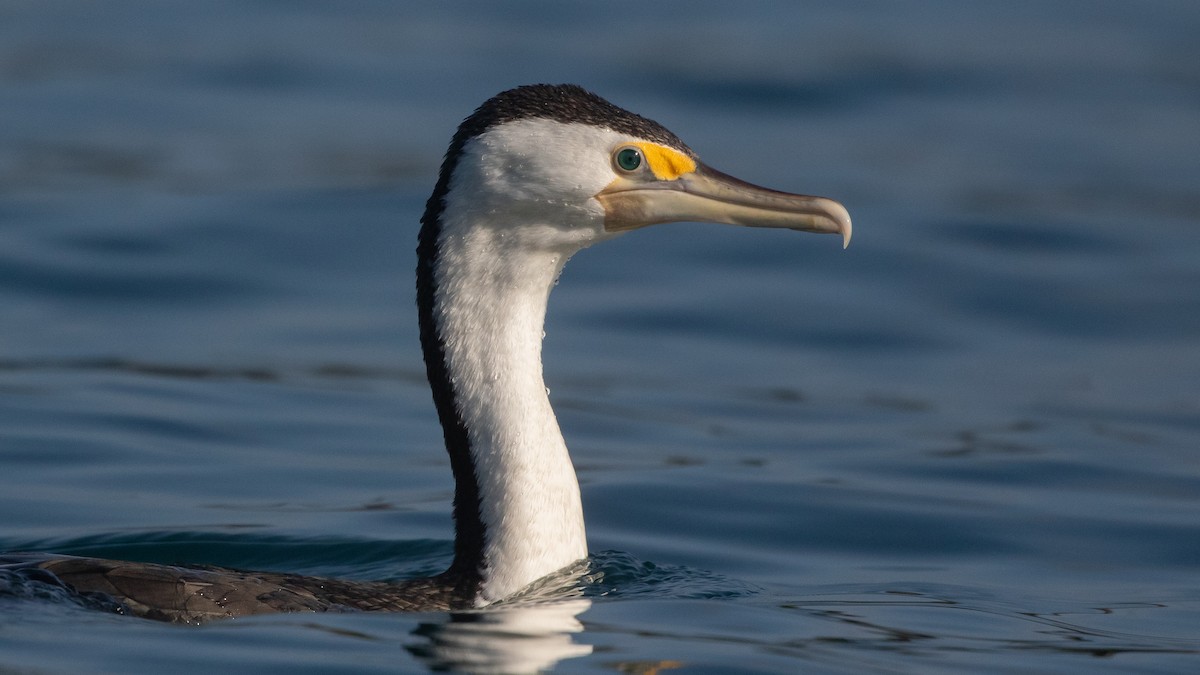 Pied Cormorant - ML643745320