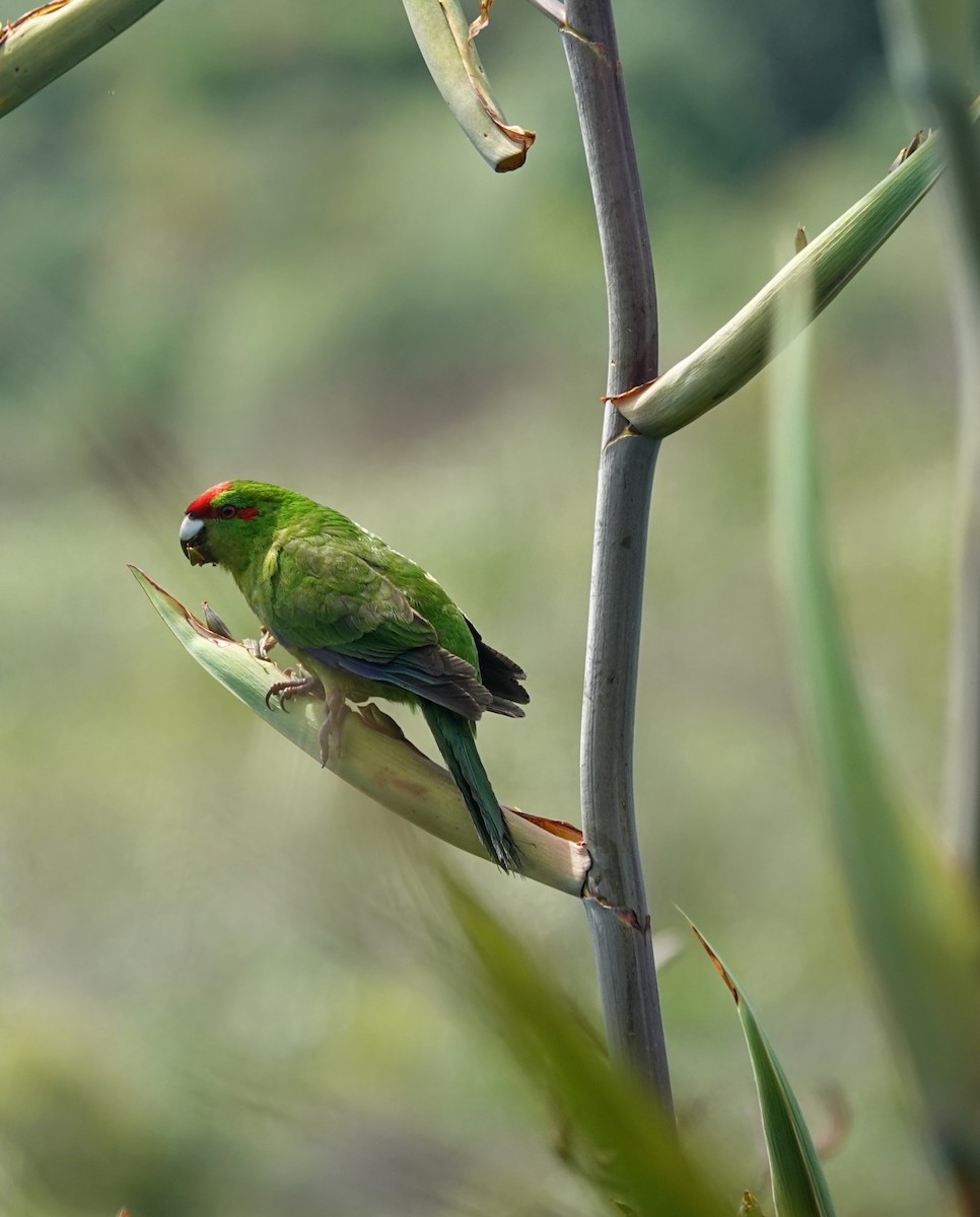 Ziegensittich - ML643745321