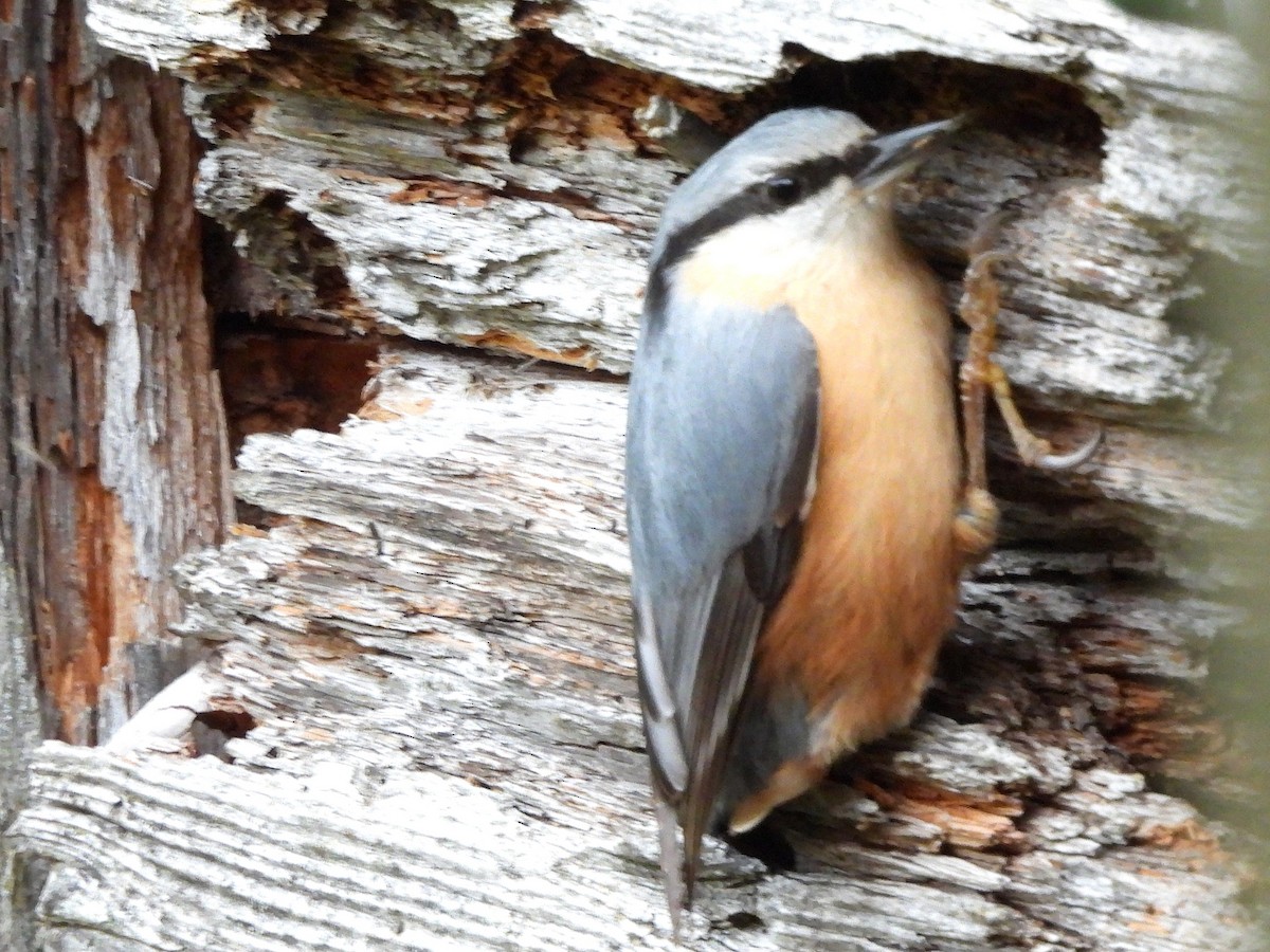 Eurasian Nuthatch - ML643745325