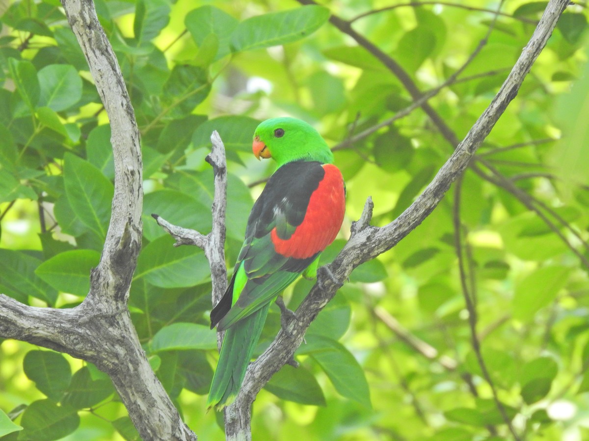 Red-winged Parrot - ML643745329