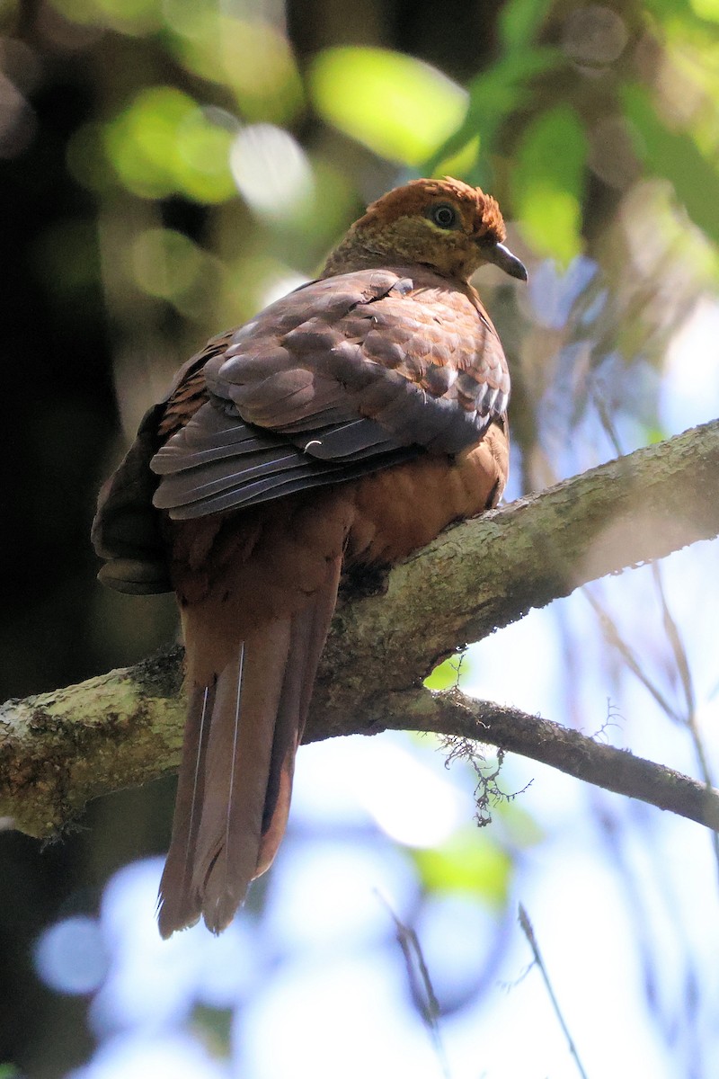 Brown Cuckoo-Dove - ML643745331