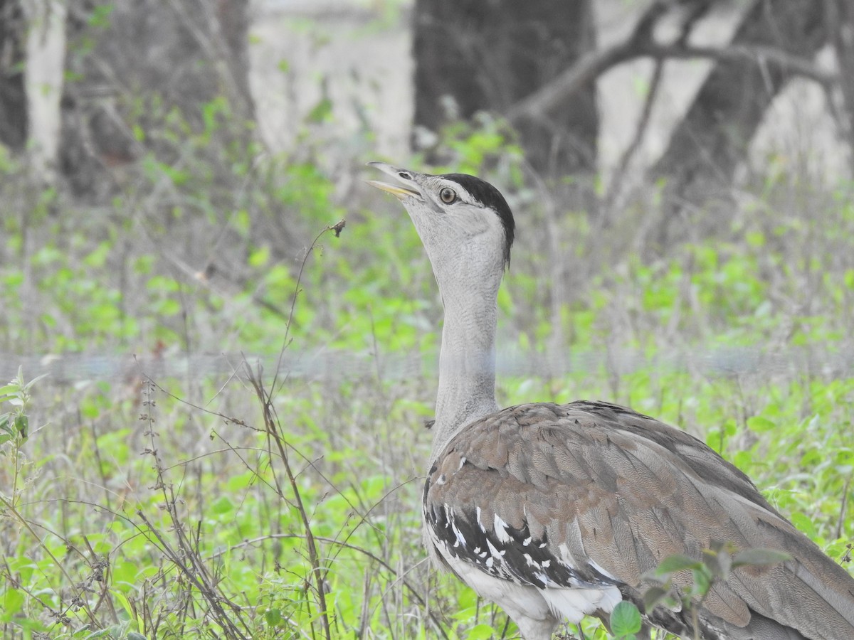 Australian Bustard - ML643745348