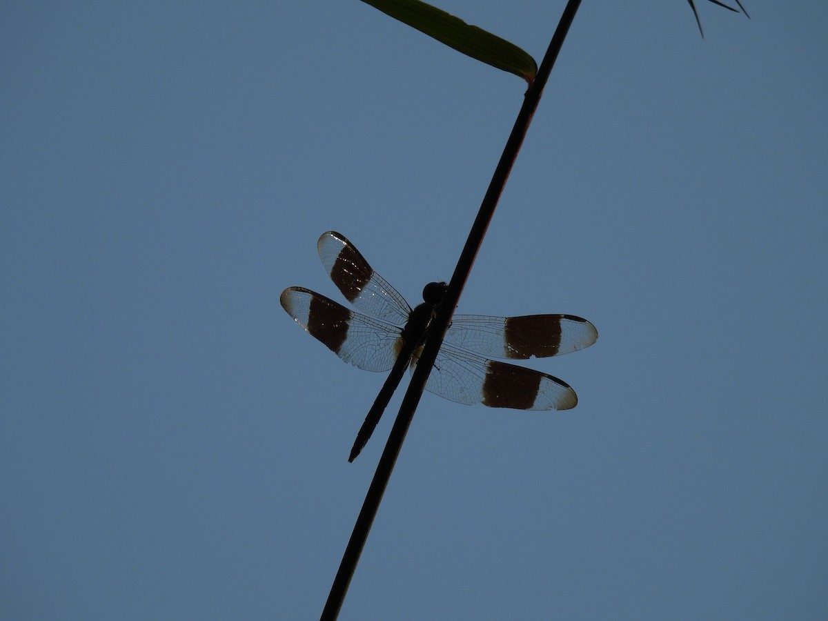 Band-winged Dragonlet - ML643745363