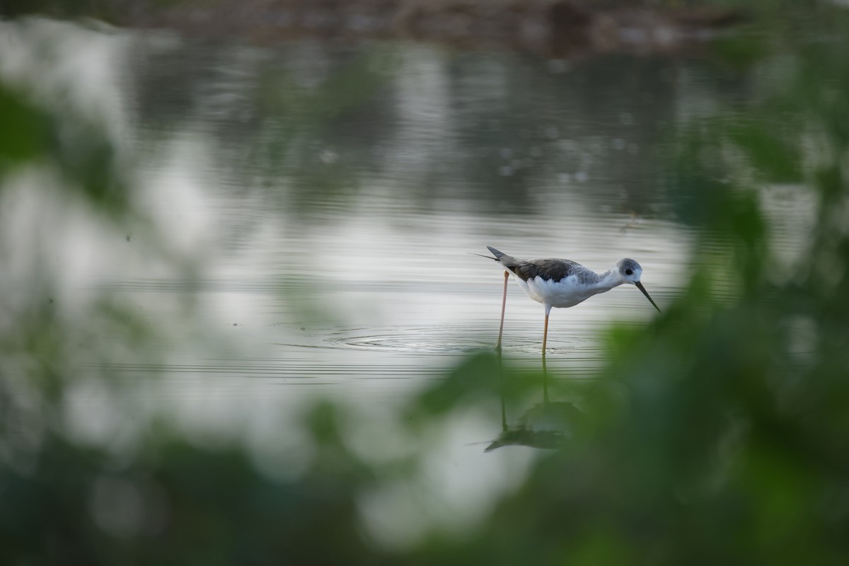 Black-winged Stilt - ML643745369