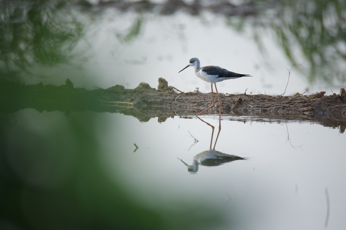Black-winged Stilt - ML643745370
