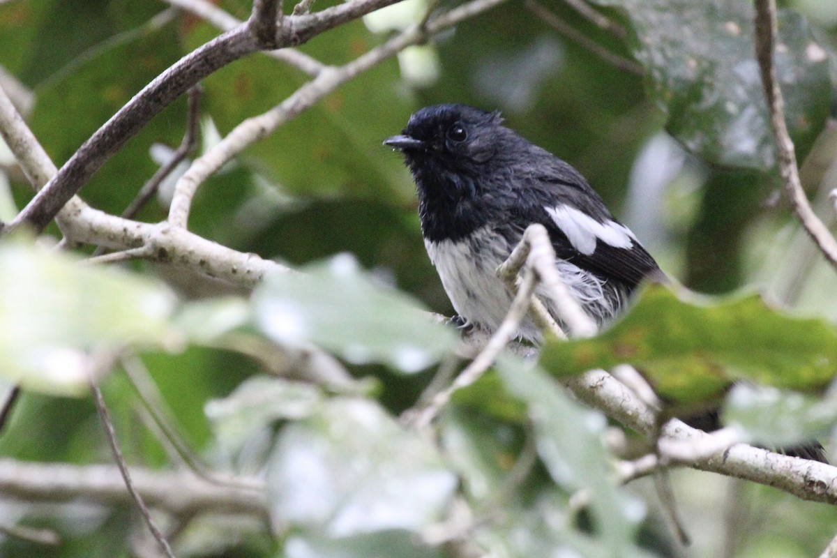 African Crested Flycatcher - ML643745379
