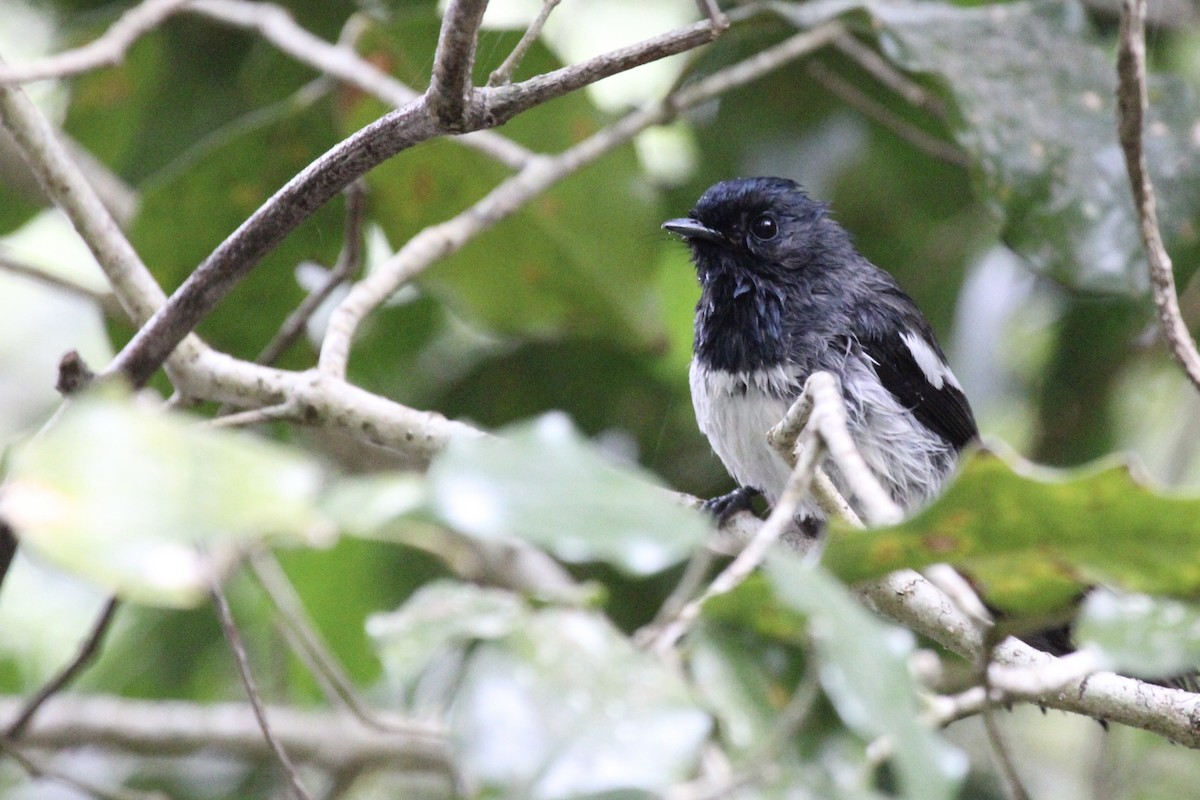 African Crested Flycatcher - ML643745380