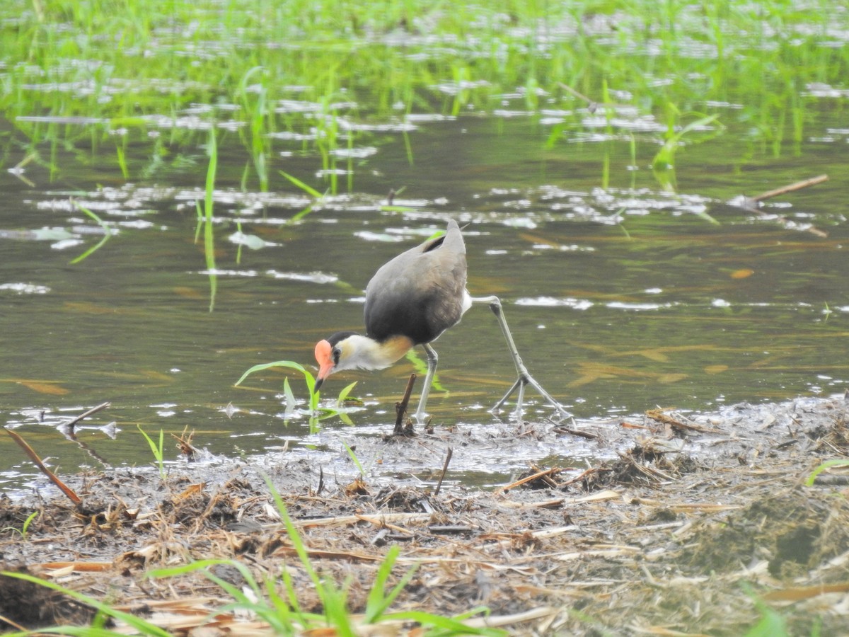 Comb-crested Jacana - ML643745399