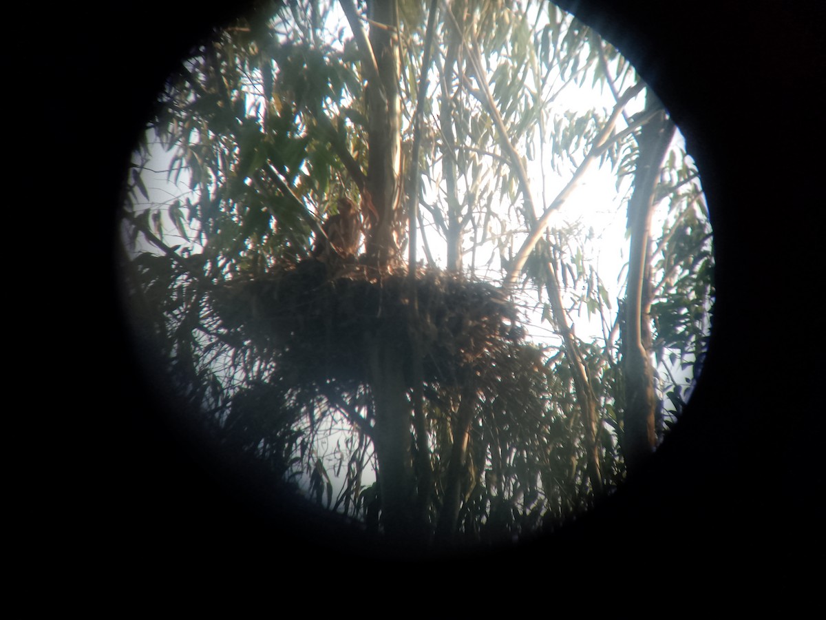 Black Goshawk - ML643745400