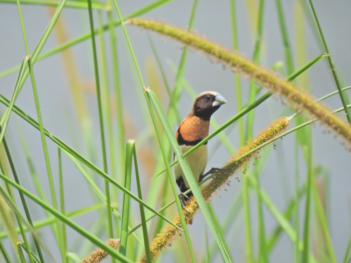 Chestnut-breasted Munia - ML643745409