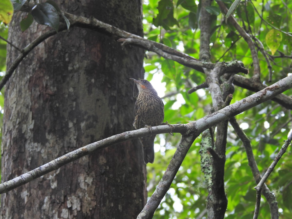 White-throated Treecreeper - ML643745417
