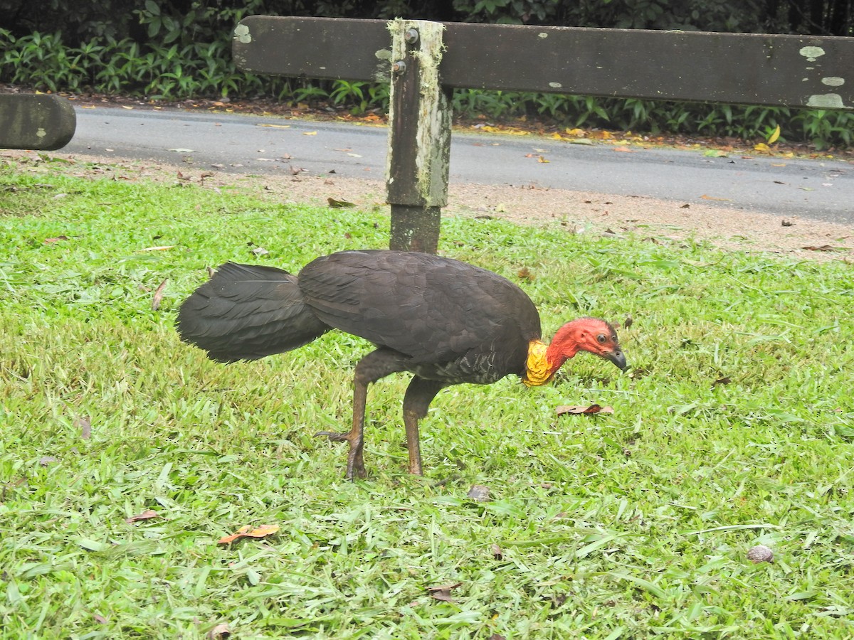 Australian Brushturkey - ML643745427