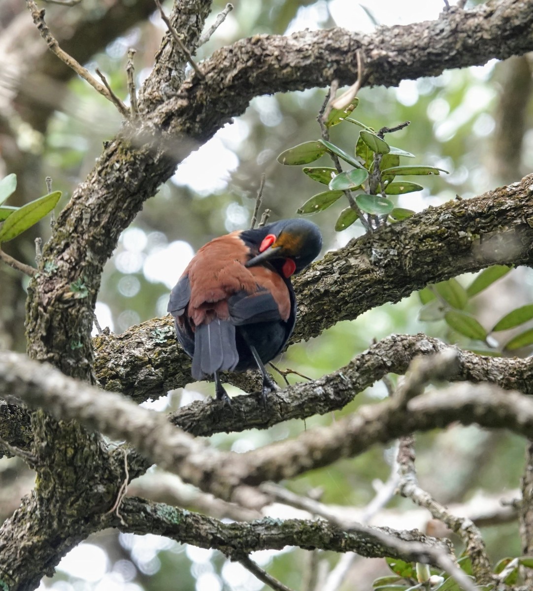 North Island Saddleback - ML643745431