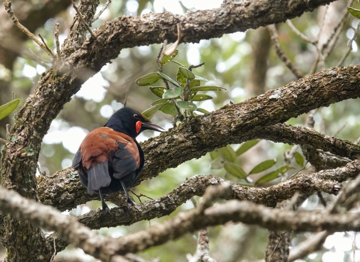 North Island Saddleback - ML643745432