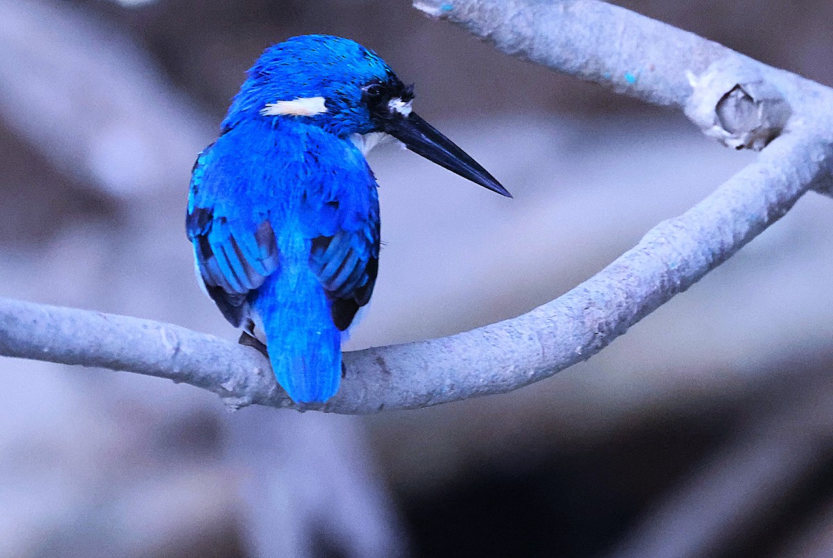 Little Kingfisher - ML643745437