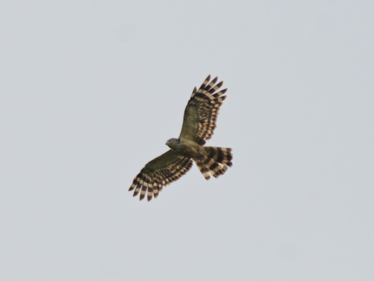 Long-tailed Honey-buzzard - ML643745450
