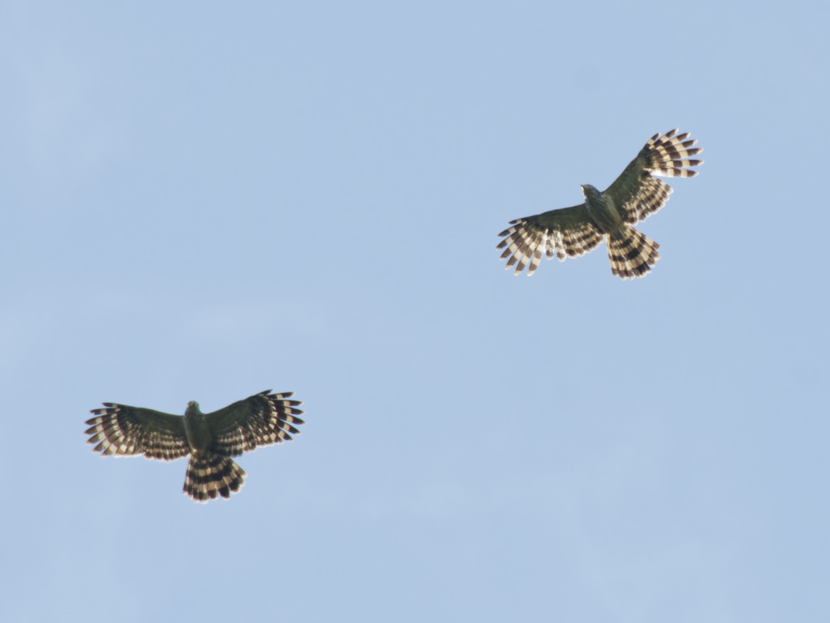 Long-tailed Honey-buzzard - ML643745451